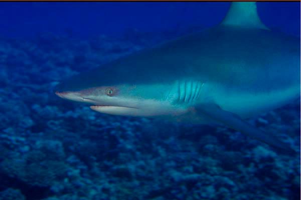 Requin gris
